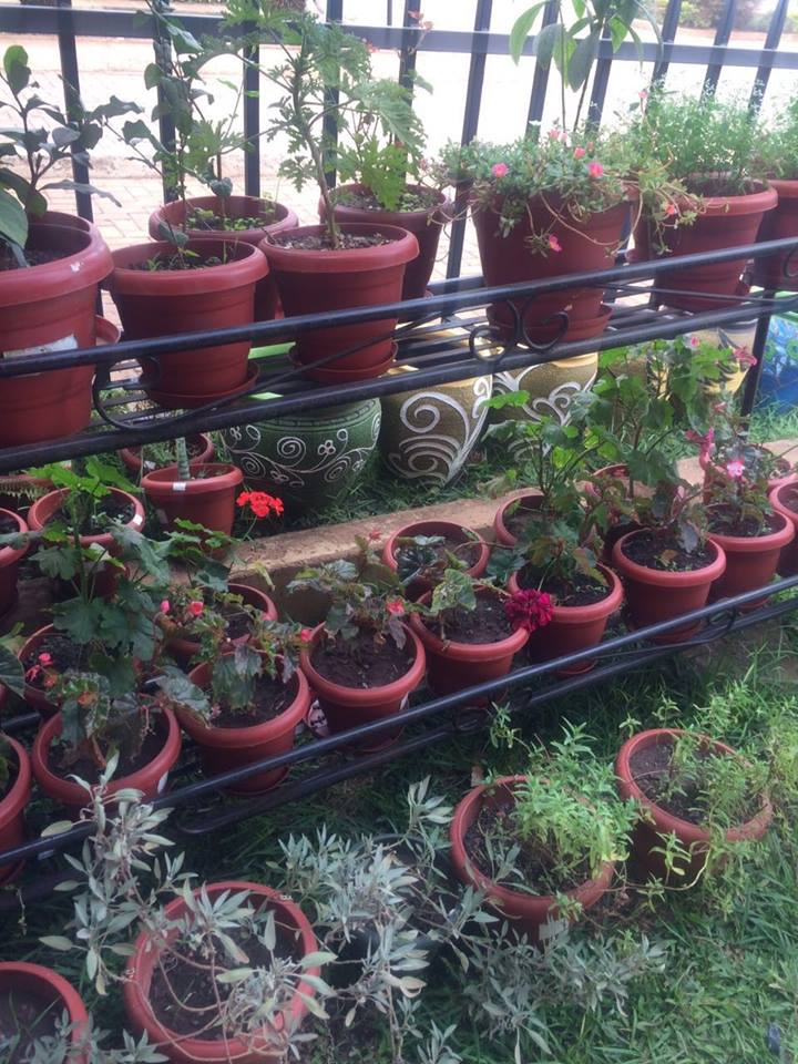 Maua and More Kensington Shopping Boulevard, Kensington Luxury Heights Kyanja, Kampala, Uganda, Gardeners, Gardens, Kampala Uganda Gardening and Landscaping, Home Decor, Interior & Exterior Design, Herbs, Flowers, Flower Pots Kampala Uganda, Ugabox